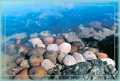 tidepools